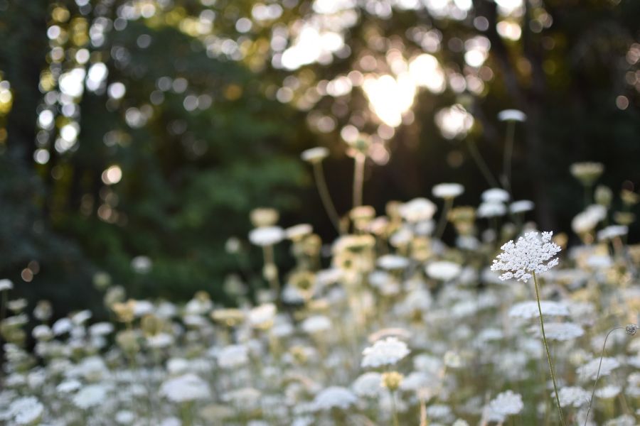 A field of queen anne's lace with sunlight filtering through the trees.