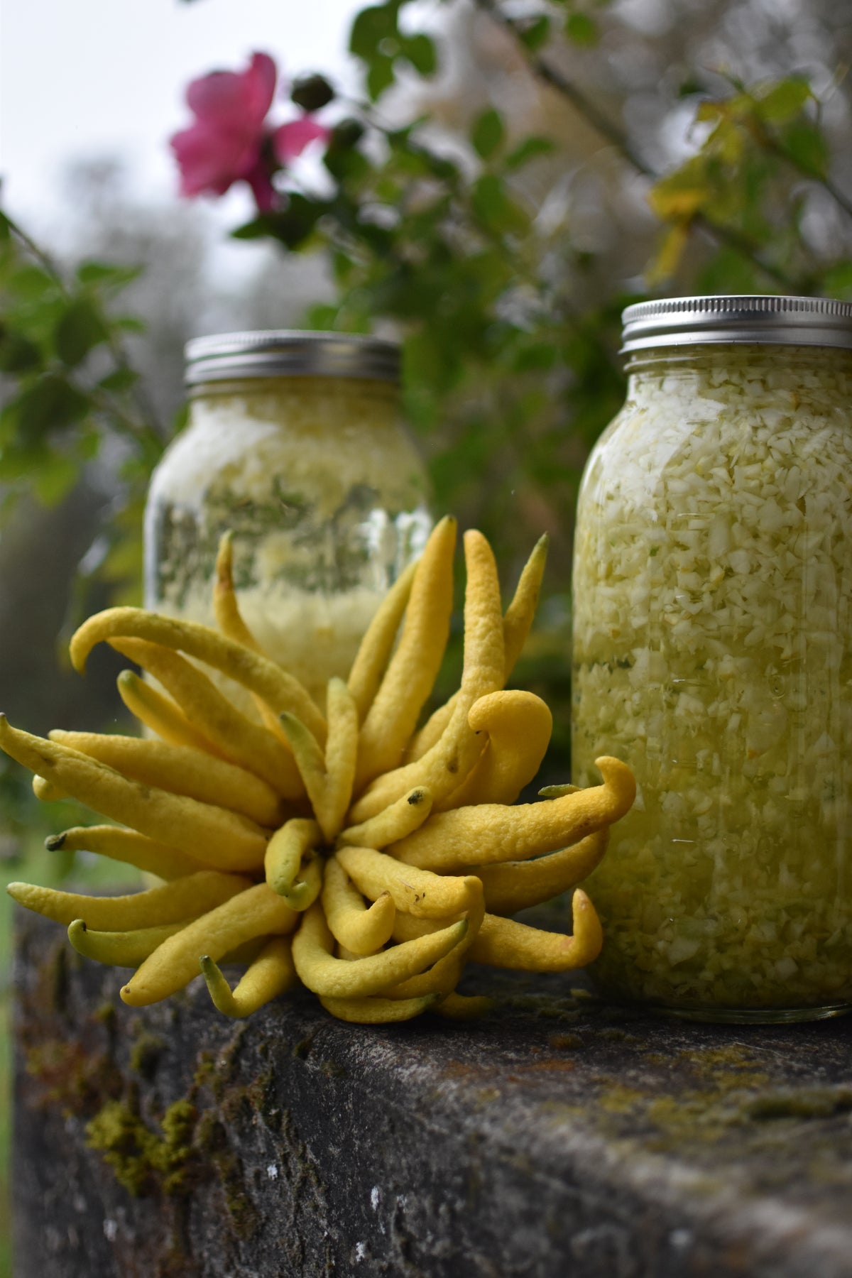 A buddha's hand citron sits next to two mason jars filled with chopped citrus. They all sit on a cement planter's edge. A pink rose grows in the background.