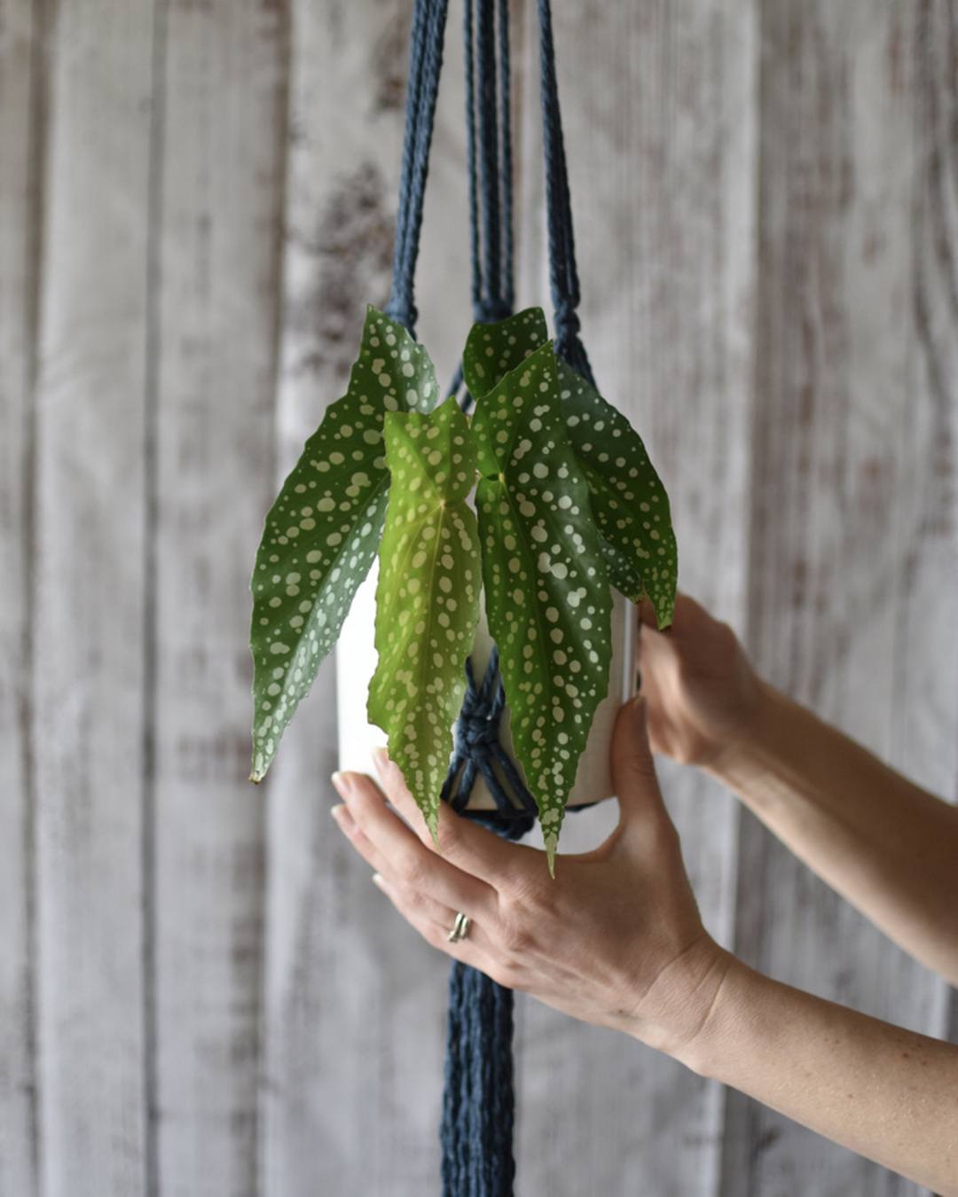 Someone is holding the pot inside a FreeWildShe Ayla Macrame Plant Hanger. The planter is navy blue. The plant inside the pot is a spotted begonia.