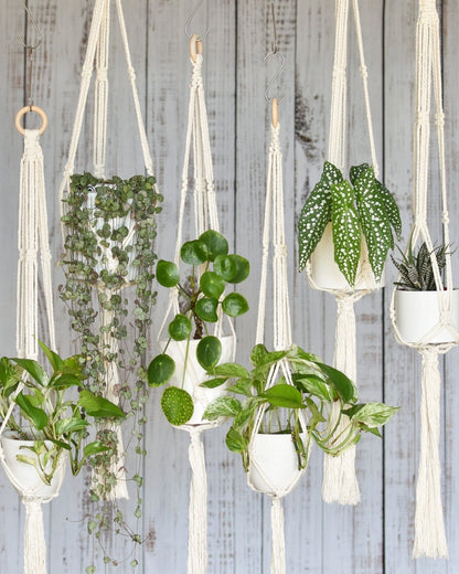 Six FreeWildShe Ayla Macrame Plant Hangers hang at various heights. Each contains a different houseplant.