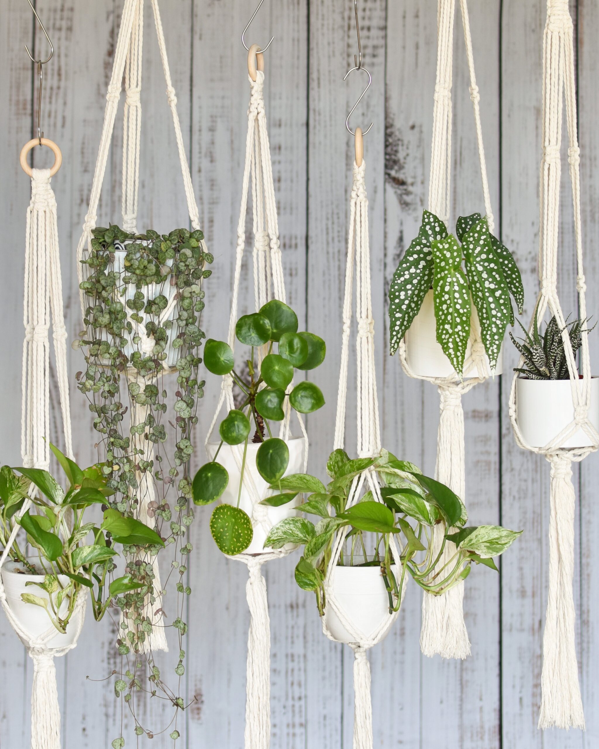 TDy Corners Macrame Plant Hanger (100% cotton, Ivory-white, 5 Styles, 5  Hooks Included) - TDy Corners